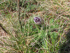Pulsatilla montana