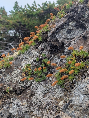 Petrophytum hendersonii, photograph 2