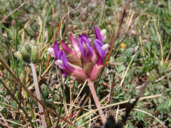 Astragalus vesicarius