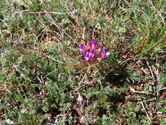 Astragalus vesicarius