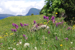 Hedysarum hedysaroides