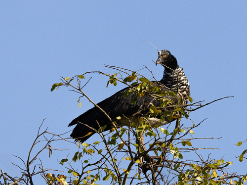 Horned Screamer
