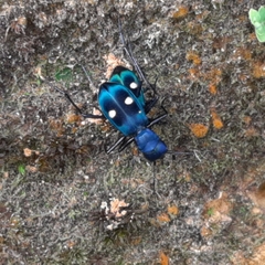 Pseudoxycheila tarsalis