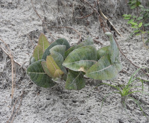 Asclepias humistrata, photograph 4