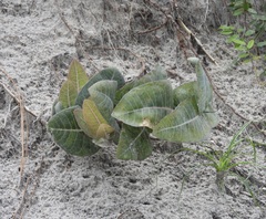 Asclepias humistrata, photograph (c) Laura Gaudette, some rights reserved (CC BY)