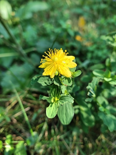 Imperforate St John's-wort