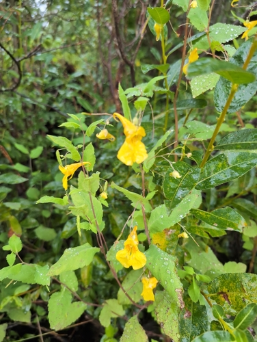 Touch-me-not Balsam