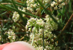 Trinia dalechampii