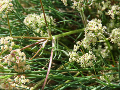 Trinia dalechampii