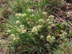 Trinia dalechampii