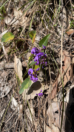False Sarsaparilla