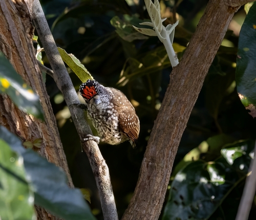 White-wedged Piculet