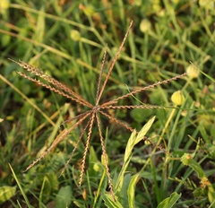 Chloris verticillata