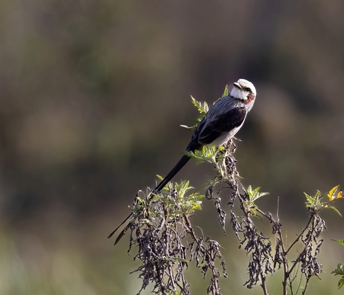 Streamer-tailed Tyrant
