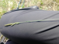 Helictotrichon desertorum