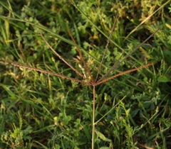 Chloris verticillata
