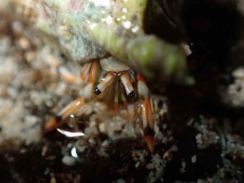 Clibanarius humilis observed 2026-08-15