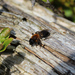 Lapinmaamehiläinen - Photo (c) Owen Beckett, osa oikeuksista pidätetään (CC BY-NC-ND), uploaded by Owen Beckett