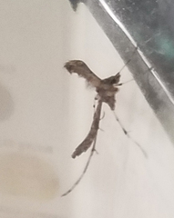 Anstenoptilia