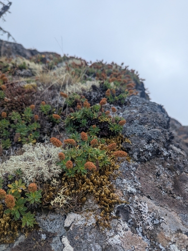 Petrophytum hendersonii, photograph 4