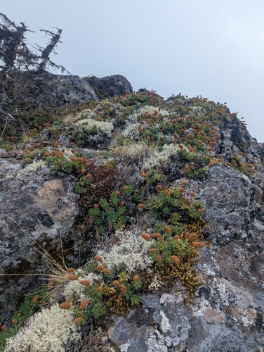 Petrophytum hendersonii, photograph 5