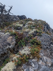 Petrophytum hendersonii, photograph (c) My-Lan Le, some rights reserved (CC BY)