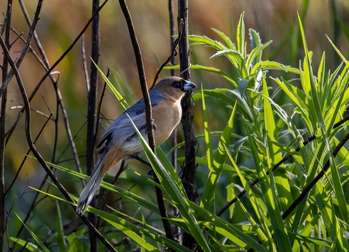 Cinnamon Tanager