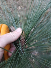 Pinus elliottii, photograph author not stated, no rights reserved