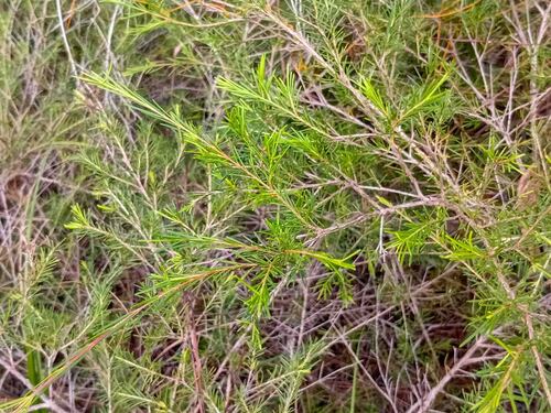 Sannantha pinifolia observed 2026-07-23