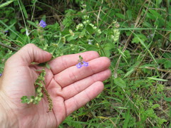 Scutellaria wrightii