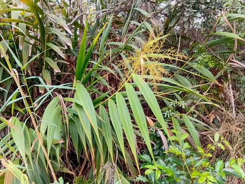 Joinvillea plicata observed 2026-07-23