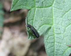 Autosilis nitidula