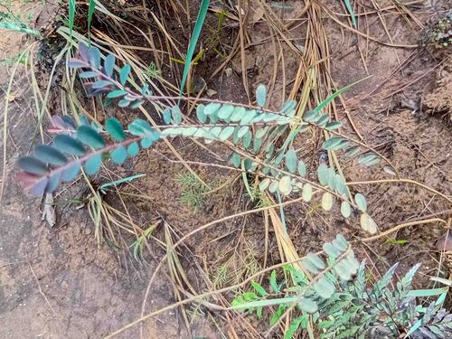 Phyllanthus chrysanthus observed 2026-07-23