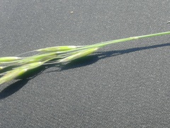 Helictotrichon desertorum