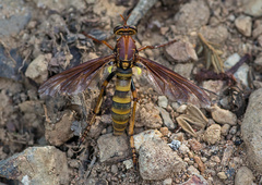 Blepharepium annulatum