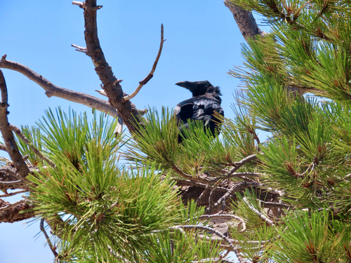iNaturalist observation photo of Common Raven