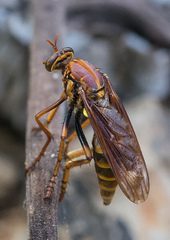 Blepharepium annulatum