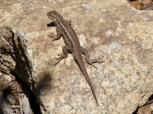 iNaturalist observation photo of Common Sagebrush Lizard