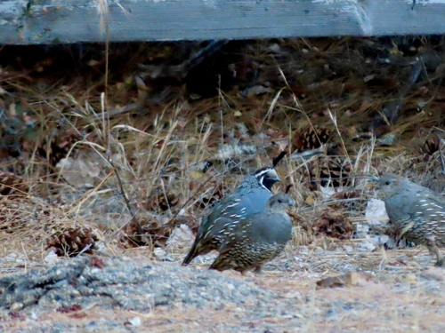 iNaturalist observation photo of California Quail