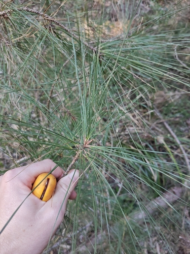 Pinus elliottii, photograph 4