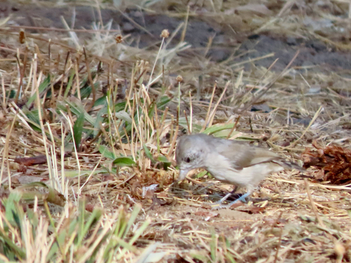 iNaturalist observation photo of Oak Titmouse