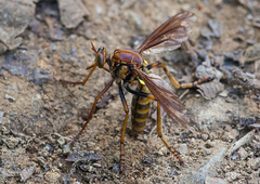 Blepharepium annulatum