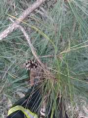 Pinus elliottii, photograph author not stated, no rights reserved