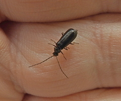 Autosilis nitidula