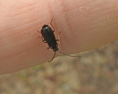 Autosilis nitidula