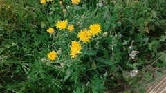 Sonchus