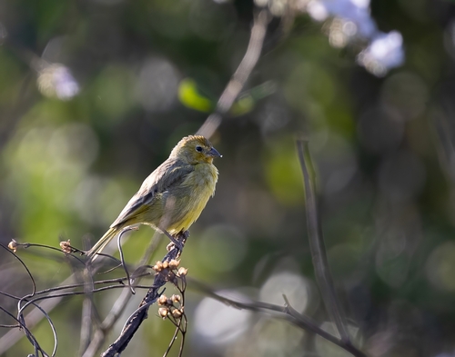 Saffron Finch