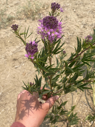 Rocky Mountain Beeplant