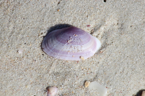 Gari stangeri, 2026-07-15