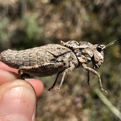 Dracotettix monstrosus